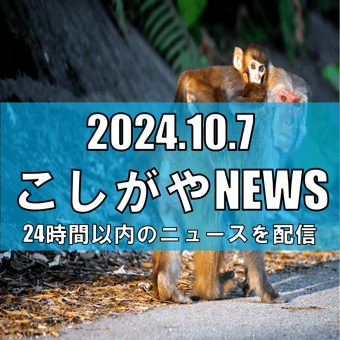 越谷市せんげん台駅周辺でサル出没に注意！【越谷ニュース】