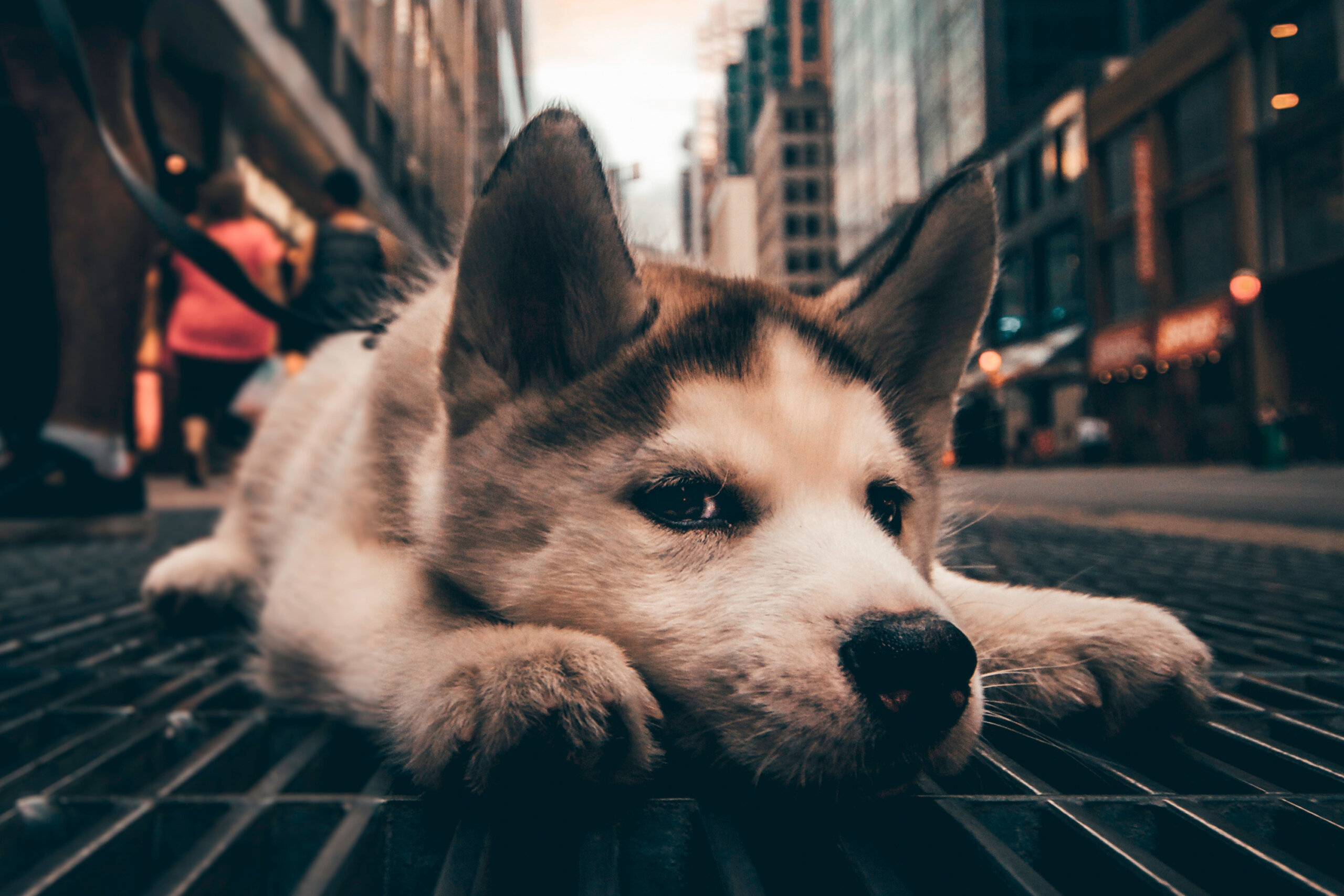 「いぬのおまつり」 – 越谷市で開催される愛犬家のための特別なイベント【が...