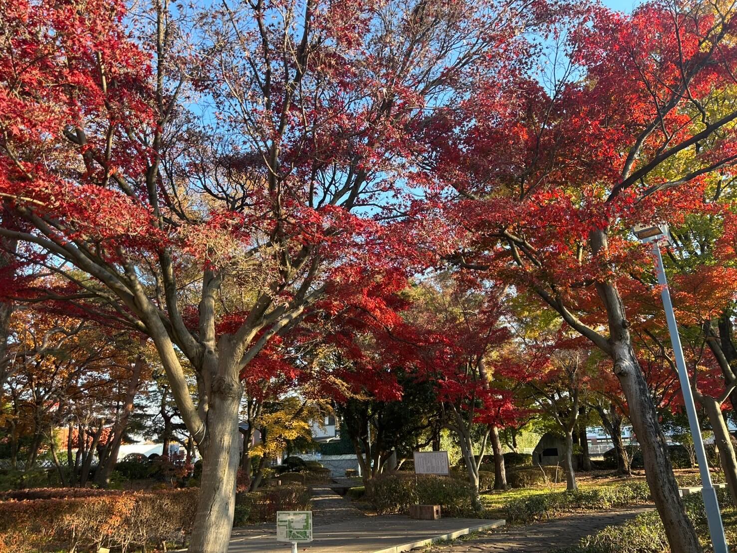 【Vol.36】こしがや百景～紅葉狩り～