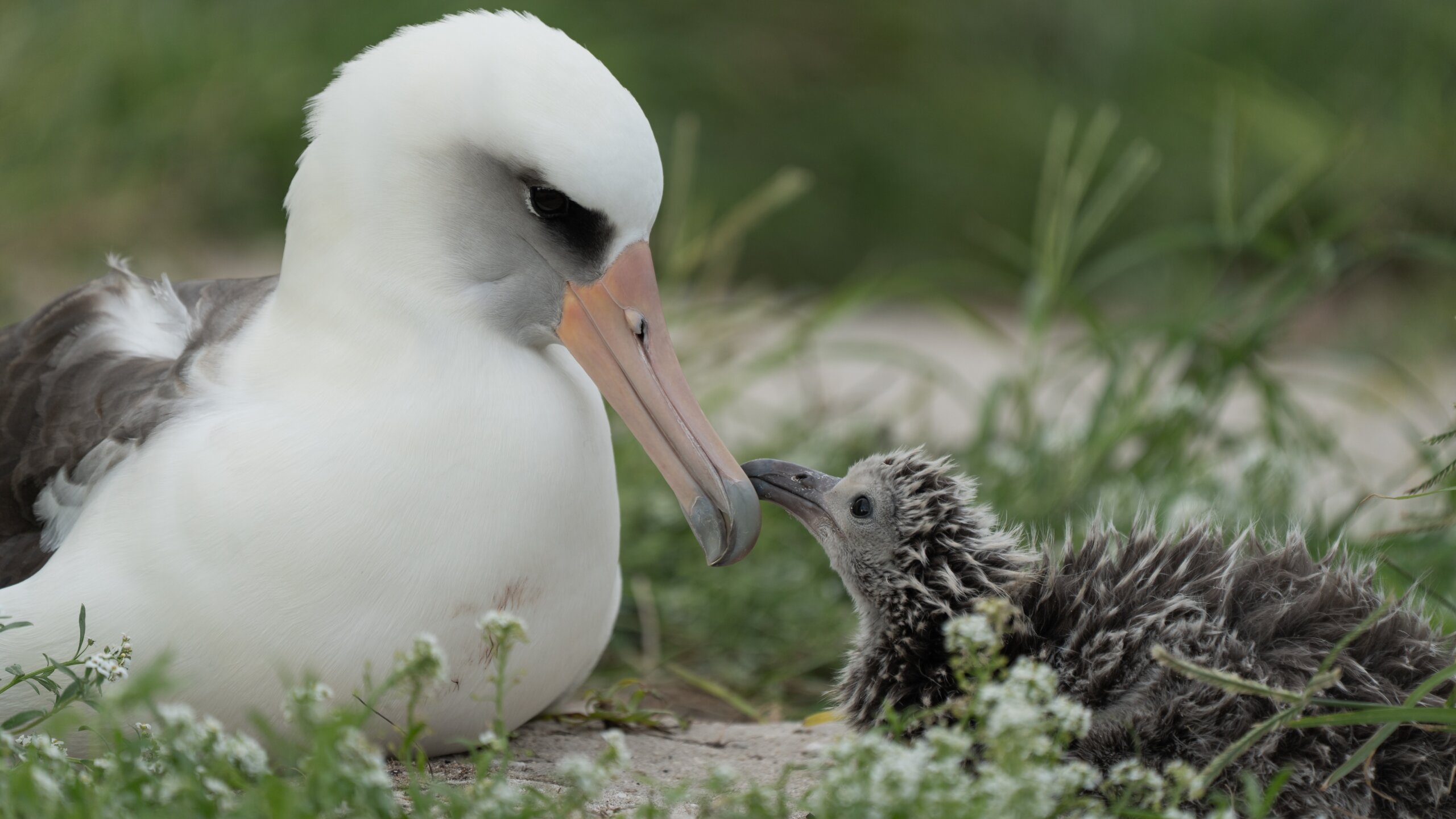 【キャンベルタウン野鳥の森】1月1日・2日は無料開園！【がやてっくイベント】