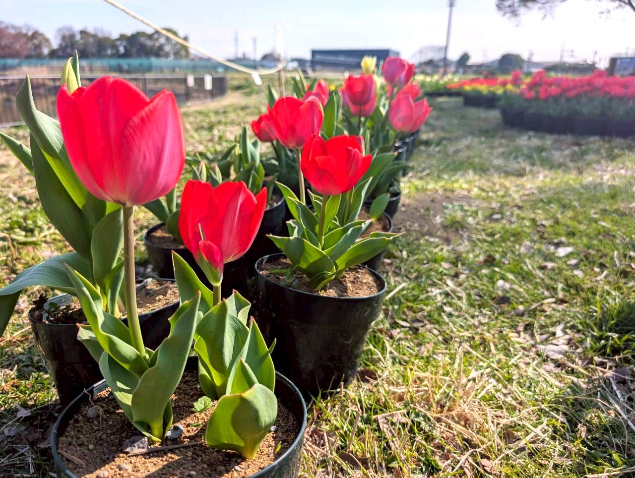 【Vol.98】こしがや百景～冬に輝いた雪が、春の花を潤す～