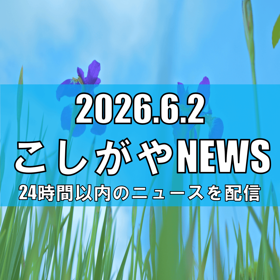 越谷市役所そばのショウブ田でハナショウブが開花/約6,300株が彩る初夏の風景【越谷ニュース】