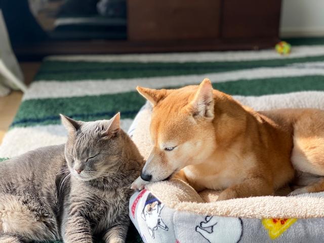 左側の猫の本音をどうぞ