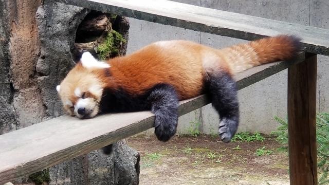 暑さに参っているレッサーパンダのつぶやきは?