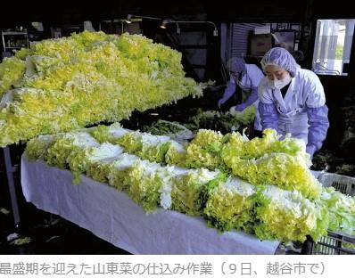 山東菜漬仕込み本格化 越谷-12/11