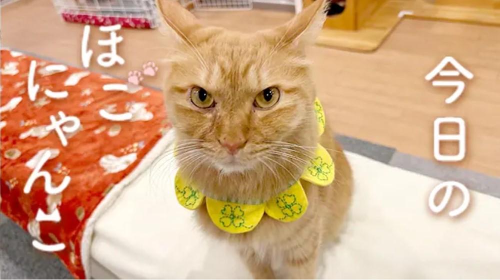 今日のほごにゃんこ越谷市保護猫カフェさくら-1/9